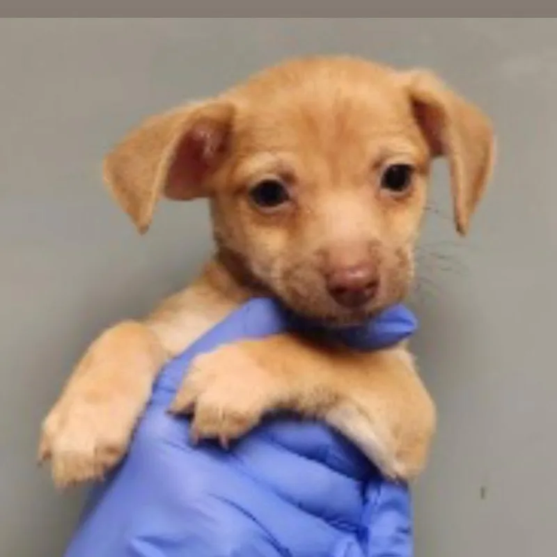 A baby small-sized female Chihuahua dog named Salsa for adoption in Copiague, NY