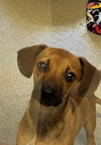 A young small-sized male Chihuahua dog named Nutmeg for adoption in San Martin, CA