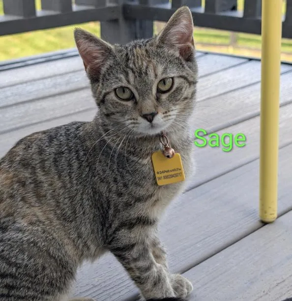 Sage thumbnail 2