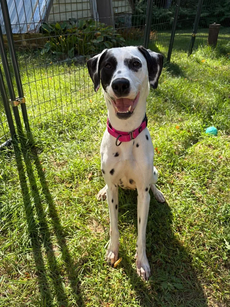 An adult medium-sized female White / Cream Dalmatian dog named Phoenix for adoption in BONIFAY, FL
