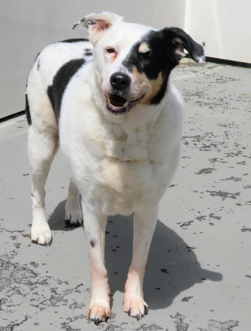 A senior medium-sized female Tricolor (Brown, Black, & White) Border Collie dog named Gina for adoption in Amityville, NY