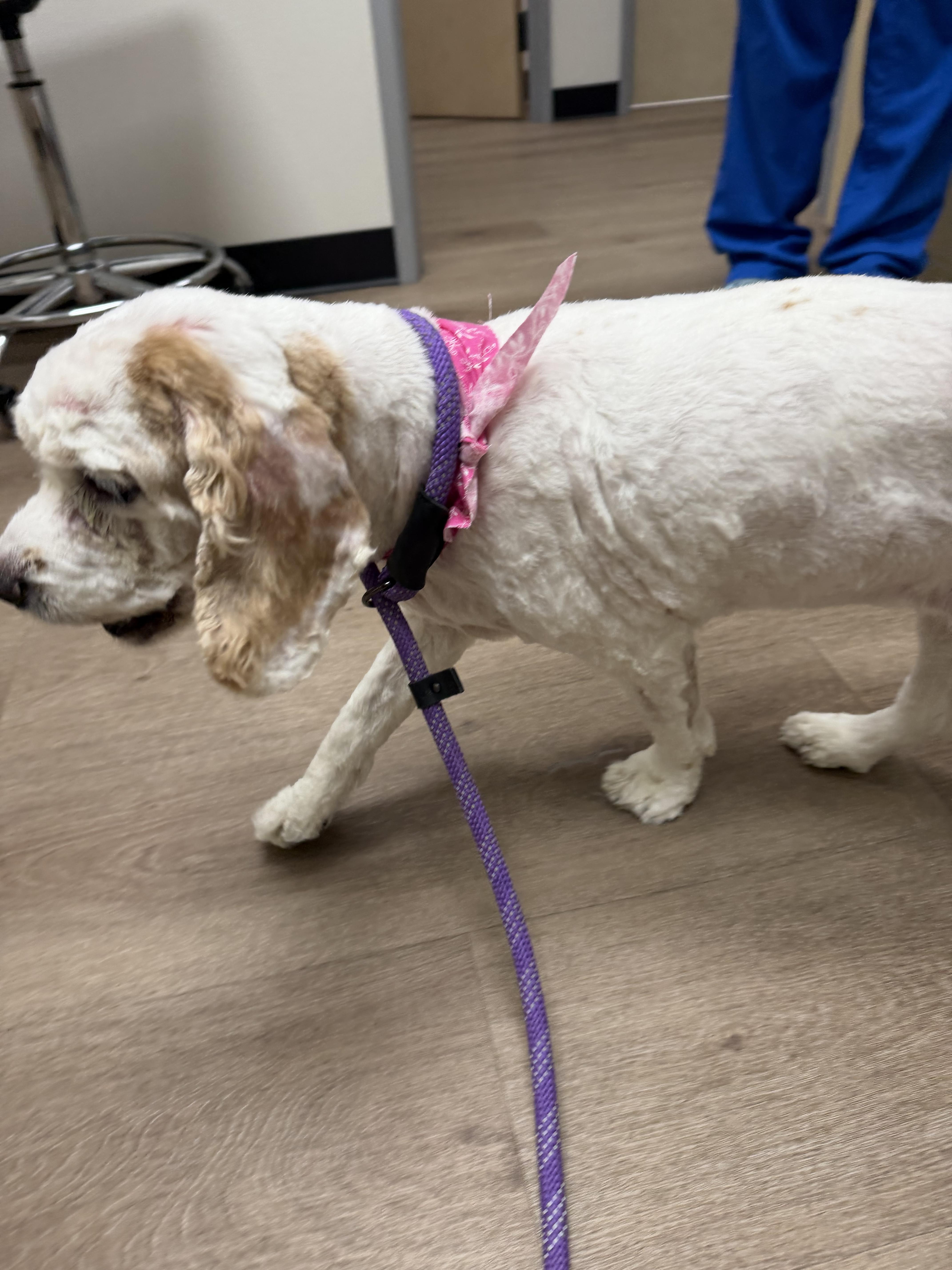 A senior medium-sized female Cocker Spaniel dog named Tootsie for adoption in Ennis, TX