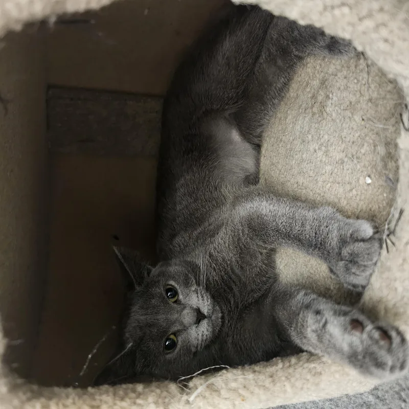 A baby medium-sized female Gray / Blue / Silver Domestic Short Hair cat named Graceland for adoption in Richmond, VA