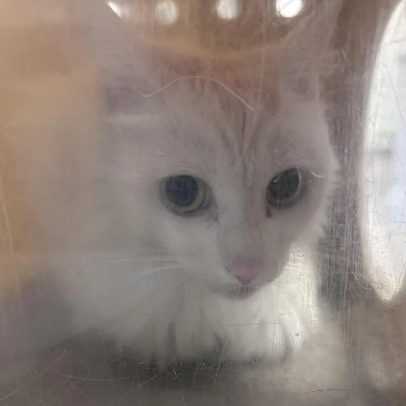 An adult medium-sized female White Domestic Short Hair cat named Snowy for adoption in Philadelphia, PA