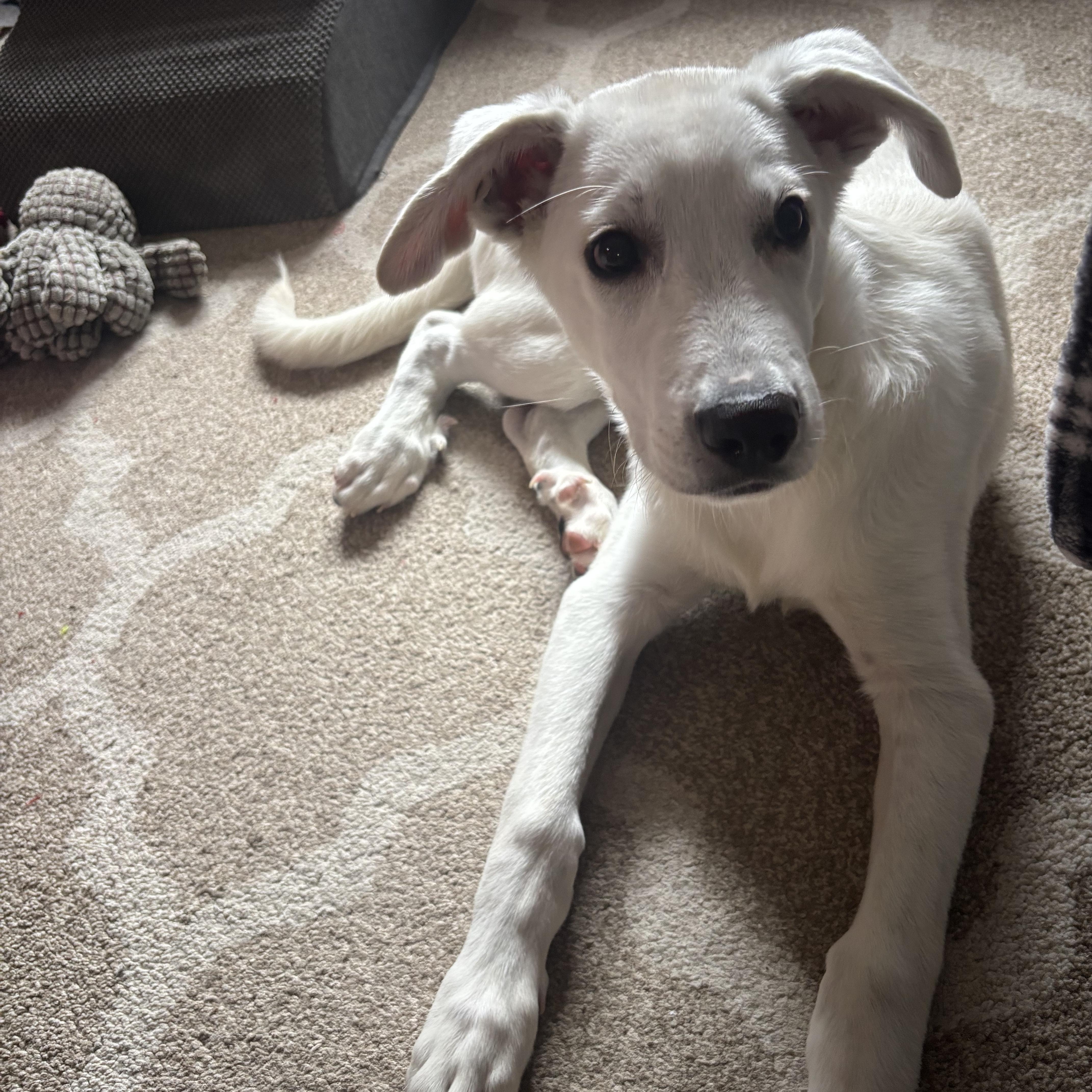 A baby large-sized male White / Cream Great Pyrenees dog named Amazon for adoption in Detroit, MI