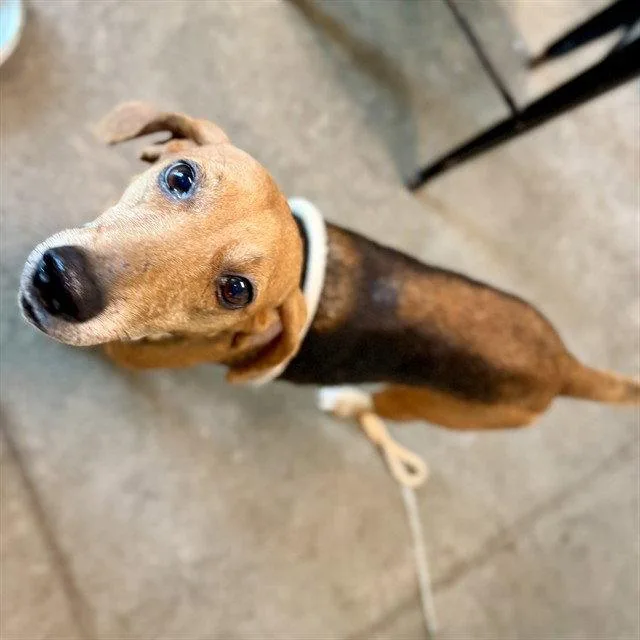 An adult medium-sized female Foxhound dog named Betsy for adoption in Tavares, FL
