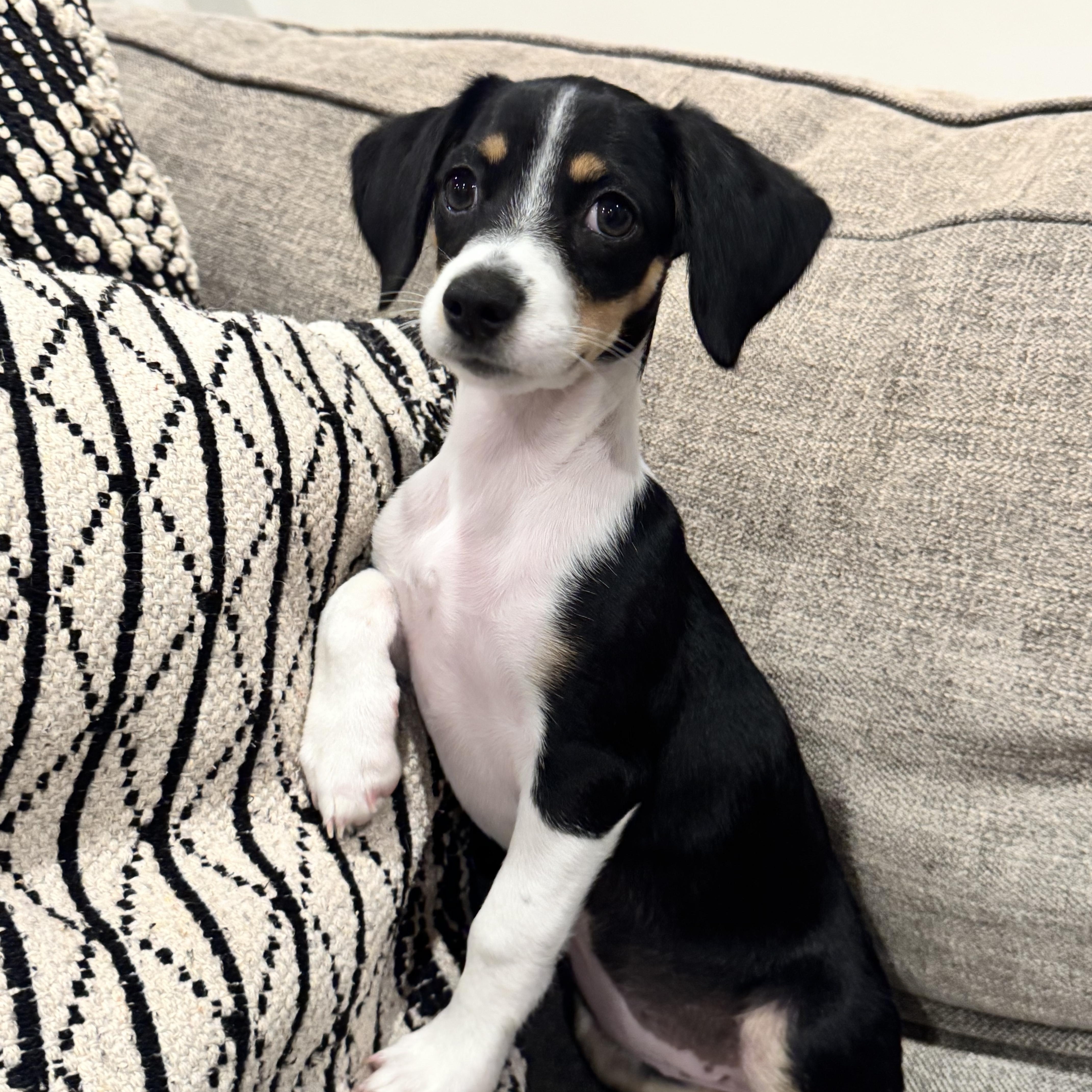 A baby small-sized female Dachshund dog named Twyla for adoption in San Diego, CA