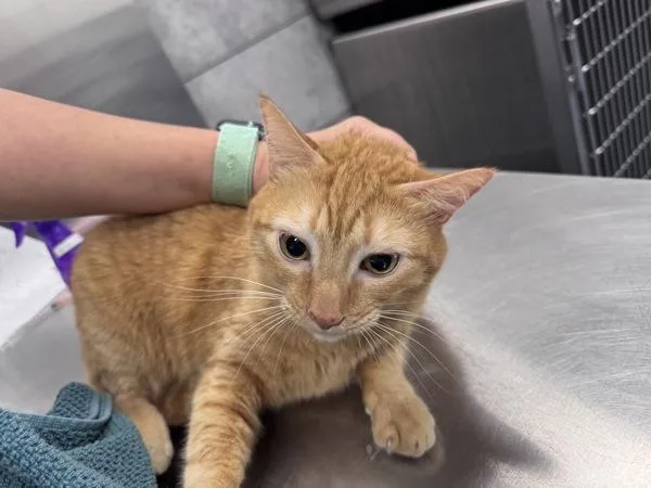 An adult medium-sized female Domestic Short Hair cat named Peach for adoption in Canton, GA