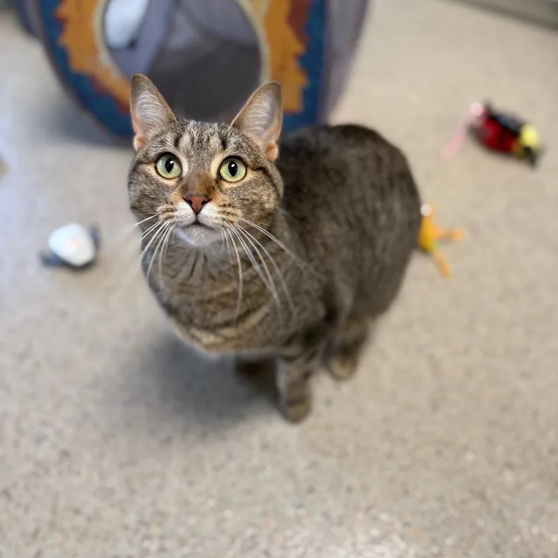 A young large-sized female Tabby (Brown / Chocolate) Domestic Short Hair cat named Gabby  A Great for adoption in Oshkosh, WI