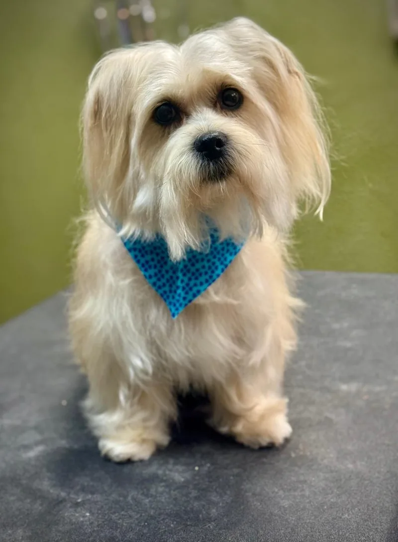 An adult small-sized male White / Cream Mixed Breed dog named Jack for adoption in Gainesville, FL