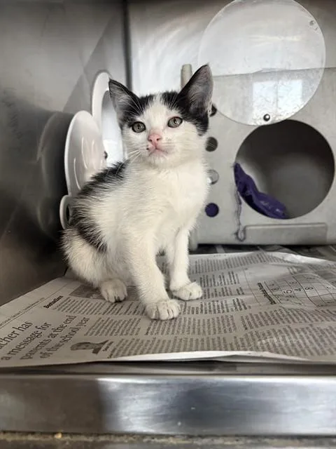 A baby small-sized female Domestic Short Hair cat named Jinx for adoption in San Bernardino, CA