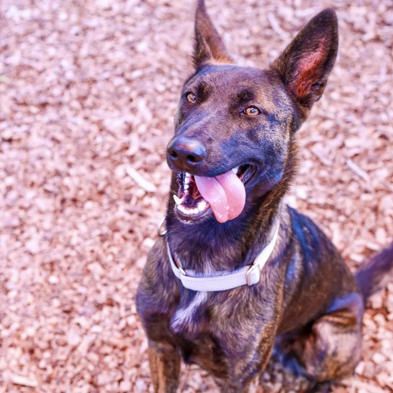 ArizonaSmart Breed