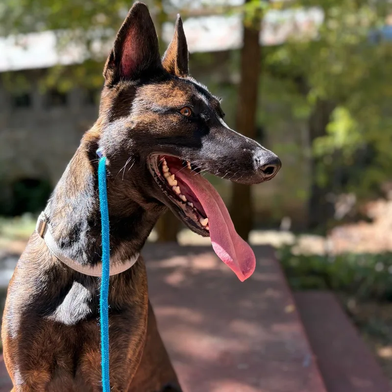 ArizonaSmart Breed thumbnail 3