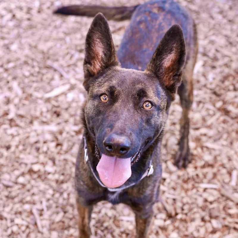 ArizonaSmart Breed thumbnail 4