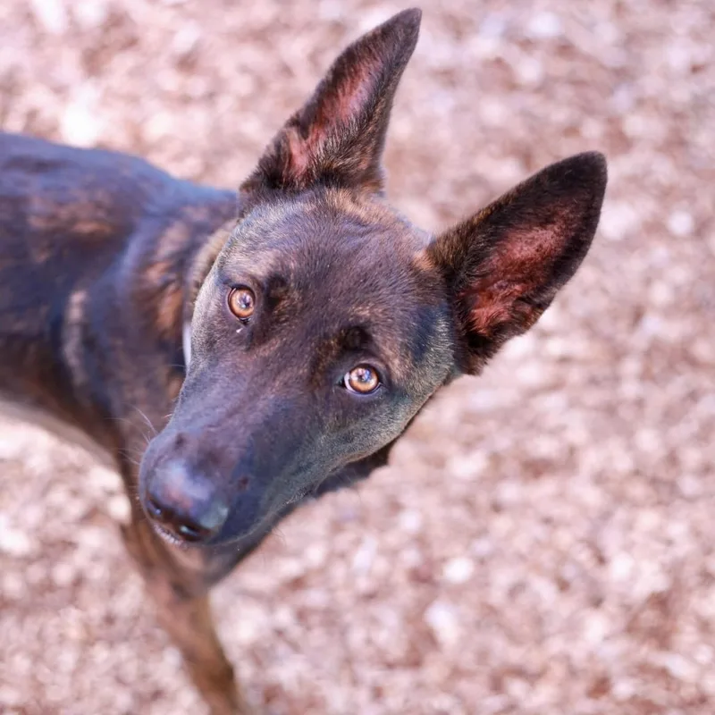 ArizonaSmart Breed thumbnail 5
