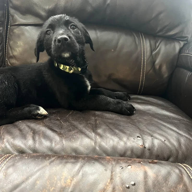 A baby large-sized male Black Labrador Retriever dog named Dumplin for adoption in Davisburg, MI