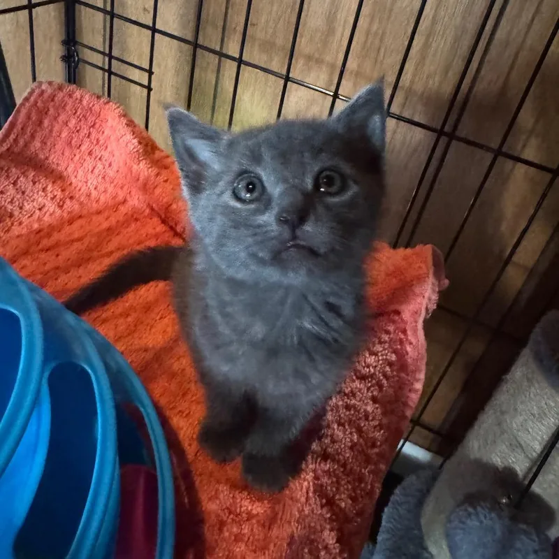 A baby small-sized female Gray / Blue / Silver Domestic Short Hair cat named Maeve for adoption in Buellton, CA