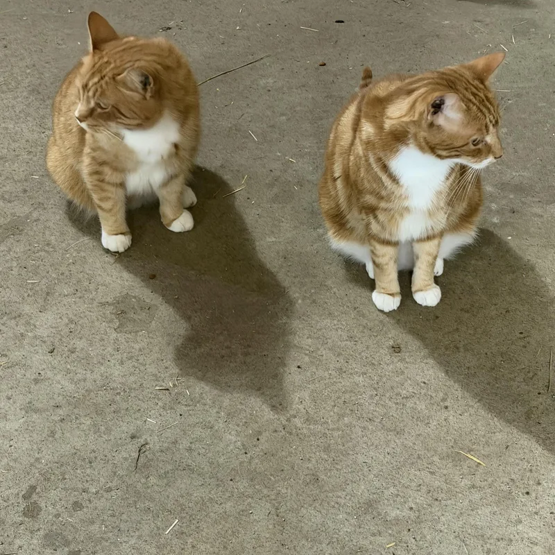 An adult medium-sized male Orange & White Domestic Short Hair cat named Tom and Jerry for adoption in Marlette, MI