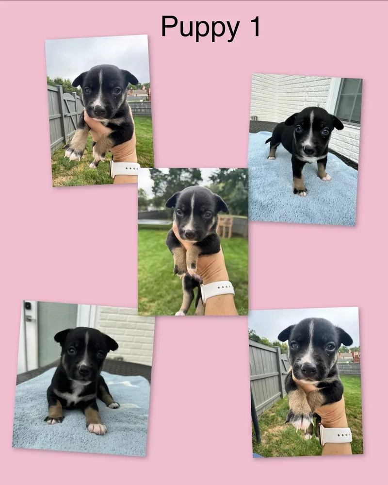 A baby small-sized female Chihuahua dog named Mia's Puppies for adoption in Gainesville, VA