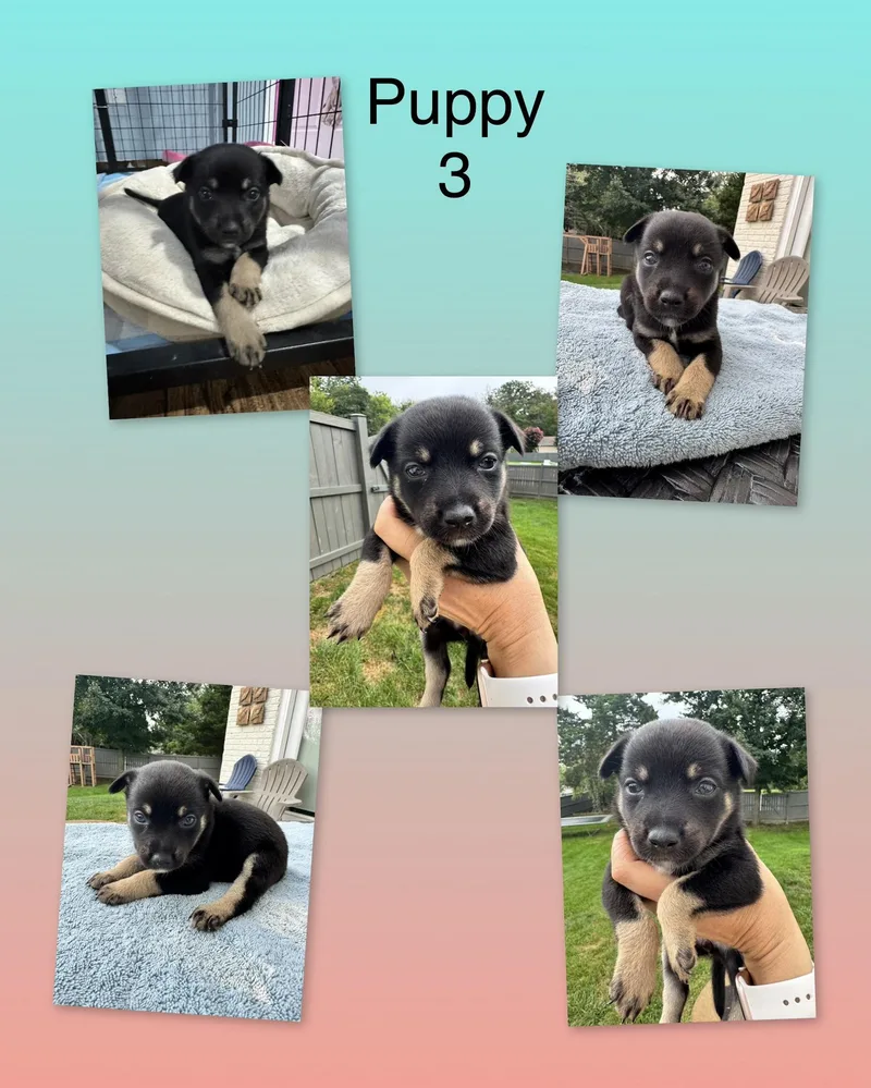 Mia's Puppies thumbnail 2