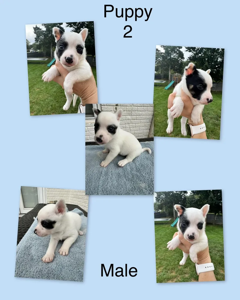 Mia's Puppies thumbnail 3