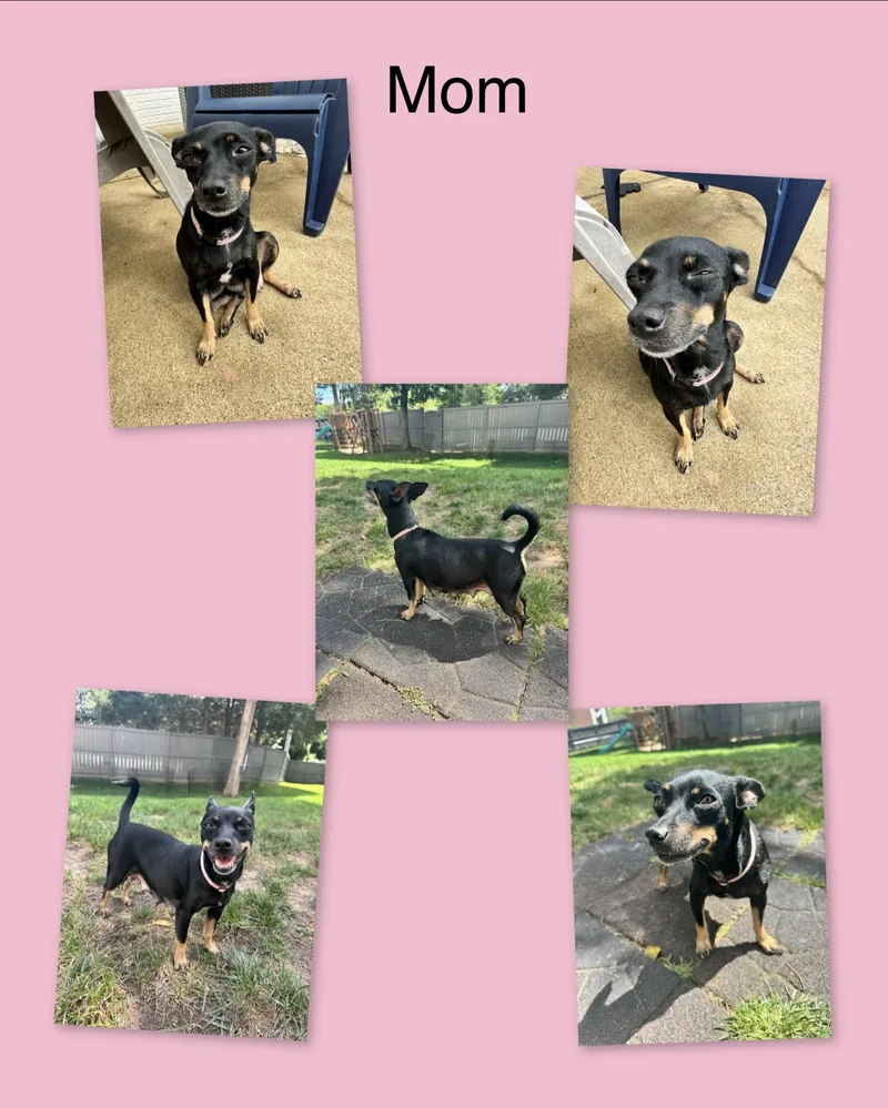 Mia's Puppies thumbnail 4