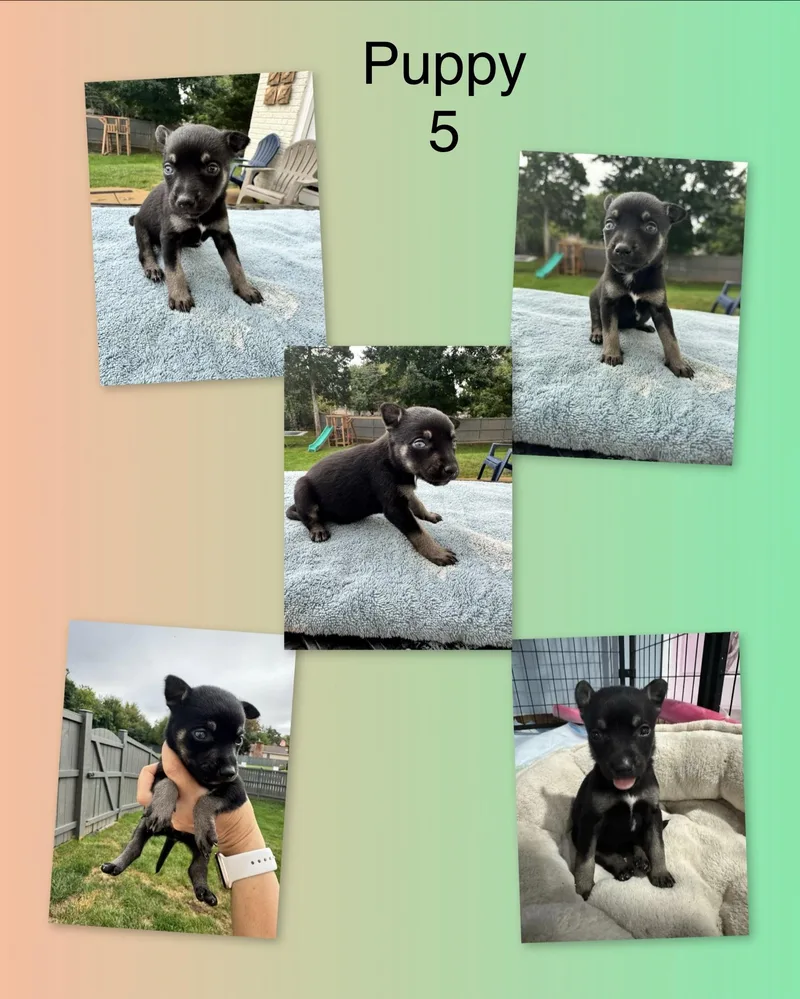 Mia's Puppies thumbnail 5