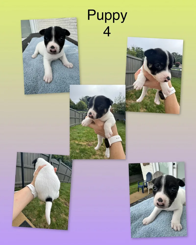 Mia's Puppies thumbnail 6