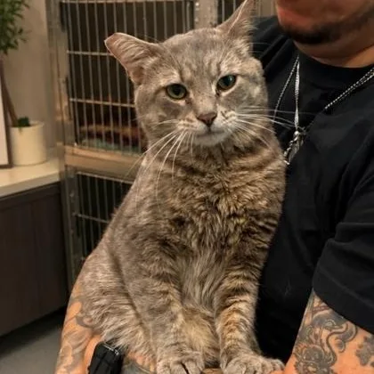 An adult medium-sized male Tabby (Gray / Blue / Silver) Domestic Short Hair cat named Coletrane for adoption in Joliet, IL