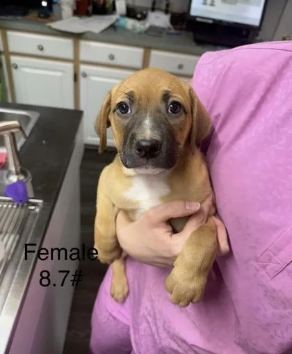 A baby small-sized female Mixed Breed dog named Annie for adoption in West Chester, PA