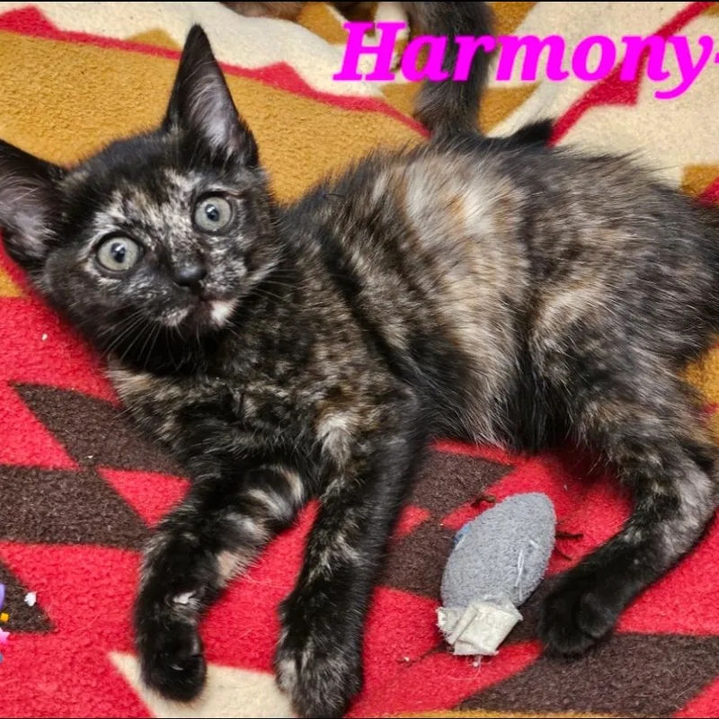 A baby small-sized female Tortoiseshell Domestic Short Hair cat named Harmony for adoption in Westminster, CA