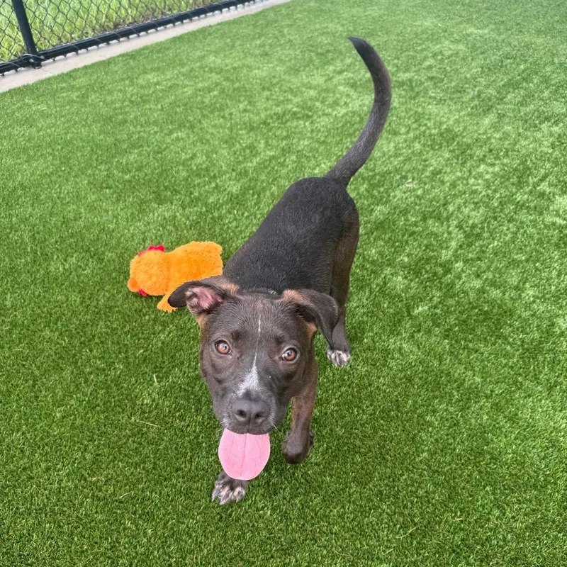 A baby medium-sized female Brown / Chocolate Mixed Breed dog named Alo for adoption in Bradenton, FL