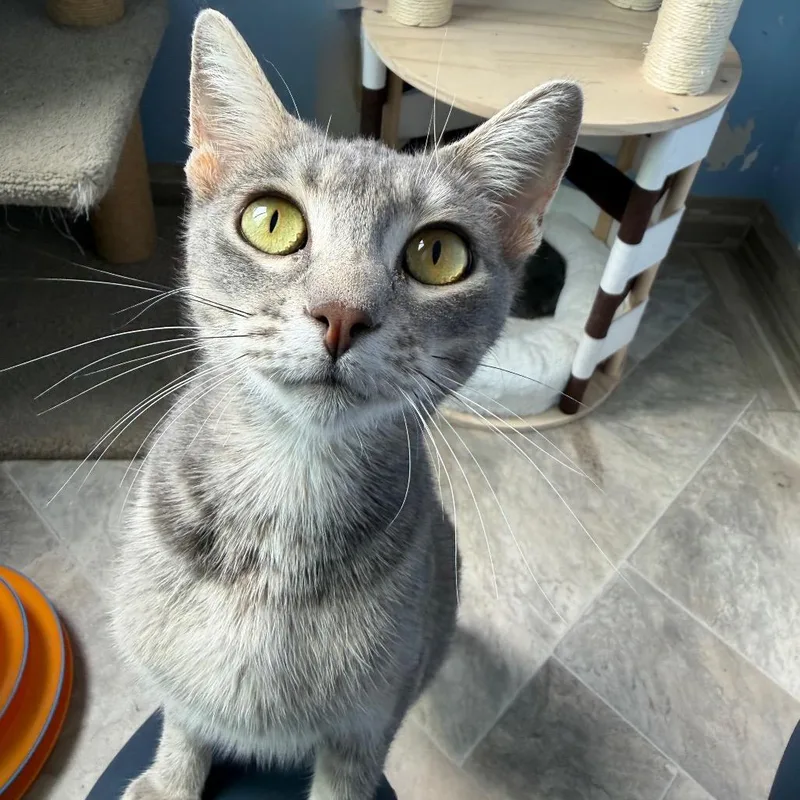 An adult medium-sized female Gray / Blue / Silver Domestic Short Hair cat named Celia Cruz for adoption in San Pablo, CA