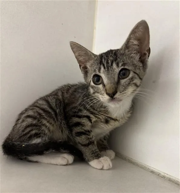 A baby small-sized female Domestic Short Hair cat named Annabeth for adoption in Rosenberg, TX