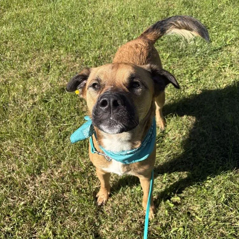 An adult large-sized male Brown / Chocolate Mixed Breed dog named Bruno for adoption in Novelty, OH