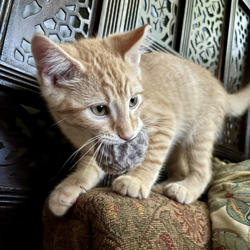 A baby small-sized male Tabby (Orange / Red) Domestic Short Hair cat named Rusty Gate for adoption in Richmond, VA