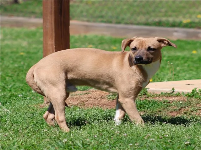 A young medium-sized male Feist dog named Houdini for adoption in Appling, GA