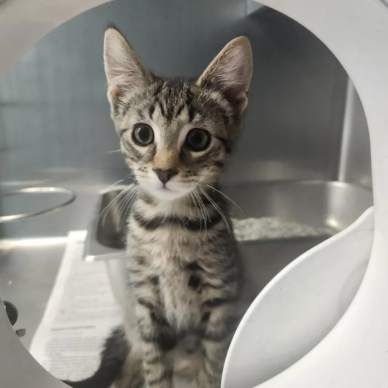 A baby small-sized male Brown / Chocolate Domestic Short Hair cat named Slyde for adoption in Brockton, MA