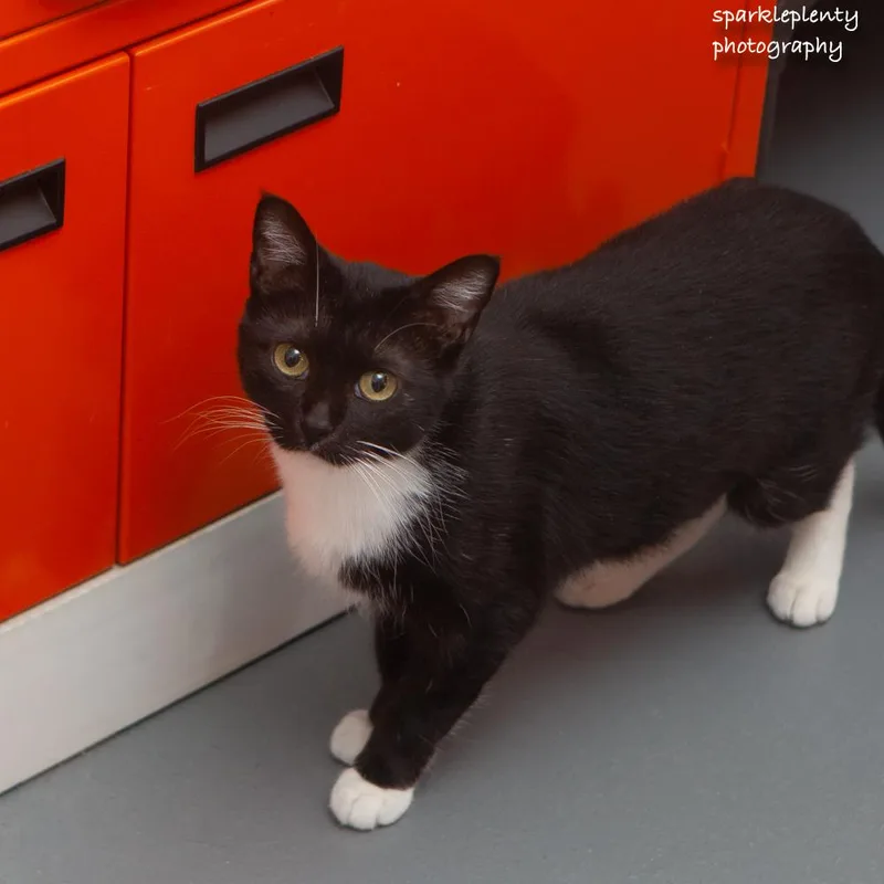 A young medium-sized female Black & White / Tuxedo Domestic Short Hair cat named Calypso for adoption in Ridgefield, CT