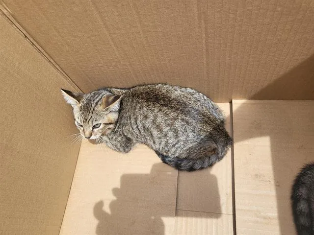 A baby small-sized female Domestic Short Hair cat named Paper Clip for adoption in Fort Walton Beach, FL