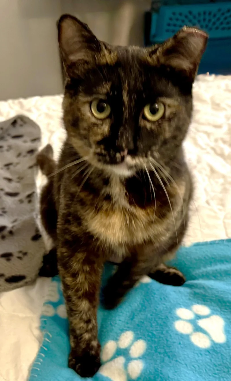 Butterscotch thumbnail 2