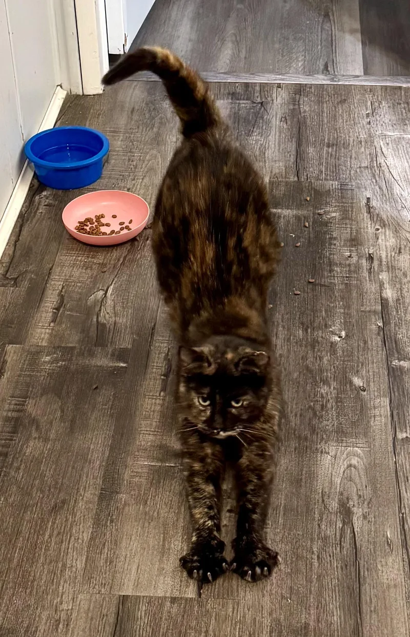 Butterscotch thumbnail 3