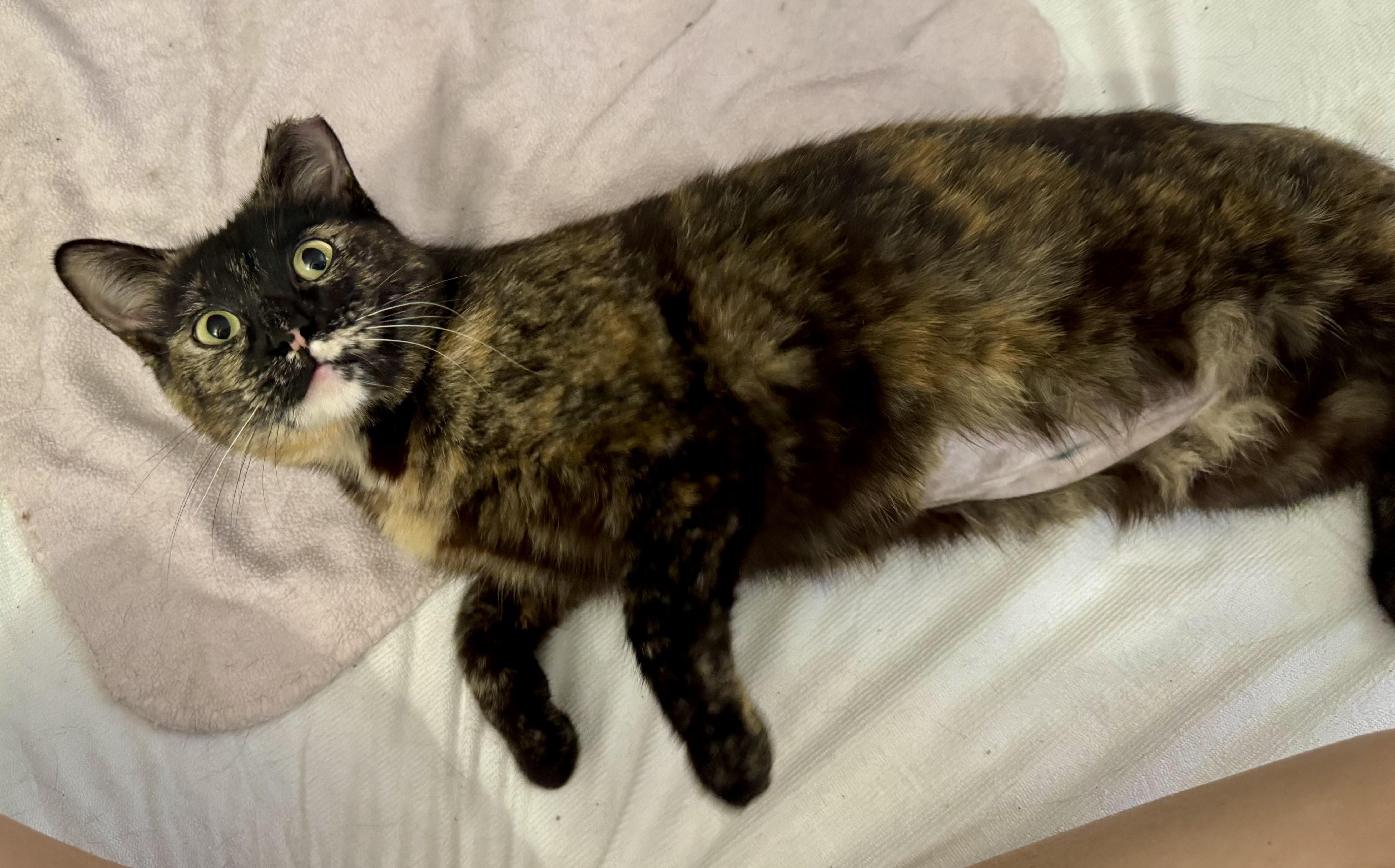 Butterscotch thumbnail 4