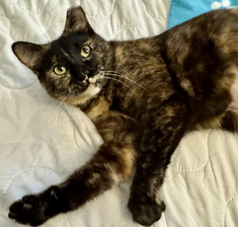 A young medium-sized female Torbie Torbie cat named Butterscotch for adoption in Chico, CA