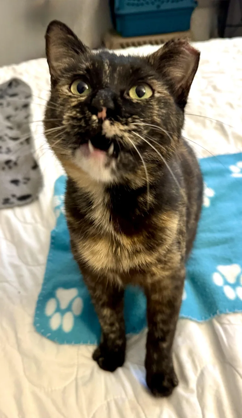 Butterscotch thumbnail 5