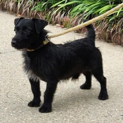 An adult small-sized male Terrier dog named Eric for adoption in Madison, NJ