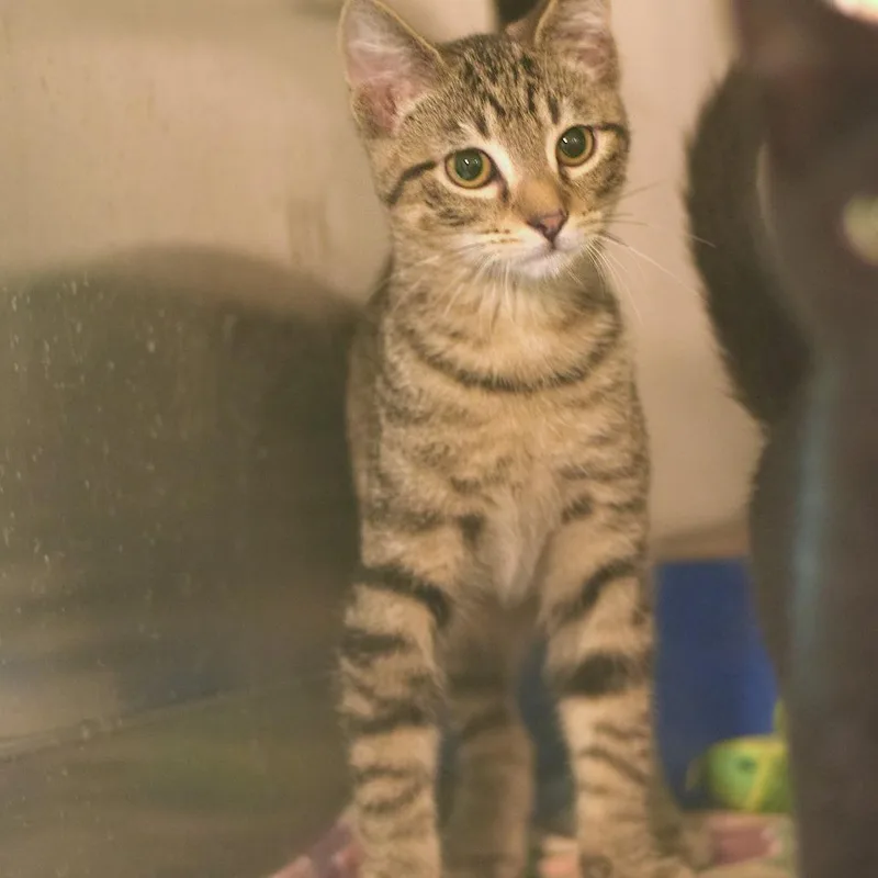 A baby small-sized male Brown / Chocolate Domestic Short Hair cat named Ben Quad for adoption in Belleville, IL