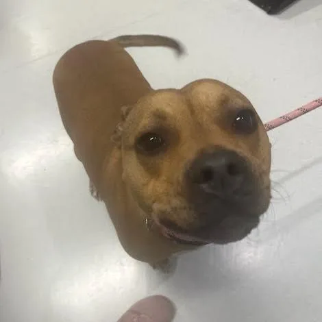 An adult medium-sized female Brown / Chocolate Mixed Breed dog named Sheba for adoption in Jeffersonville, IN