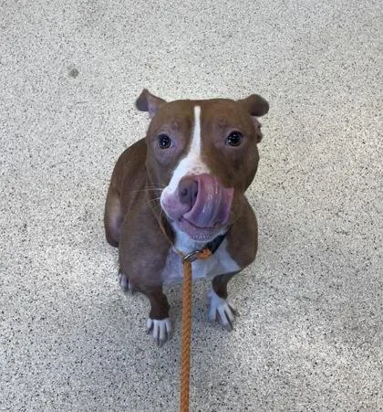 An adult medium-sized female Mixed Breed dog named Jada for adoption in Lafayette, IN