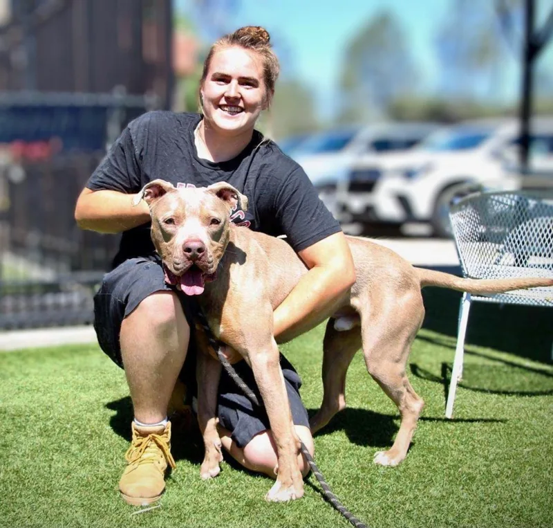 A young large-sized male Pit Bull Terrier dog named Yoda for adoption in Cool, CA